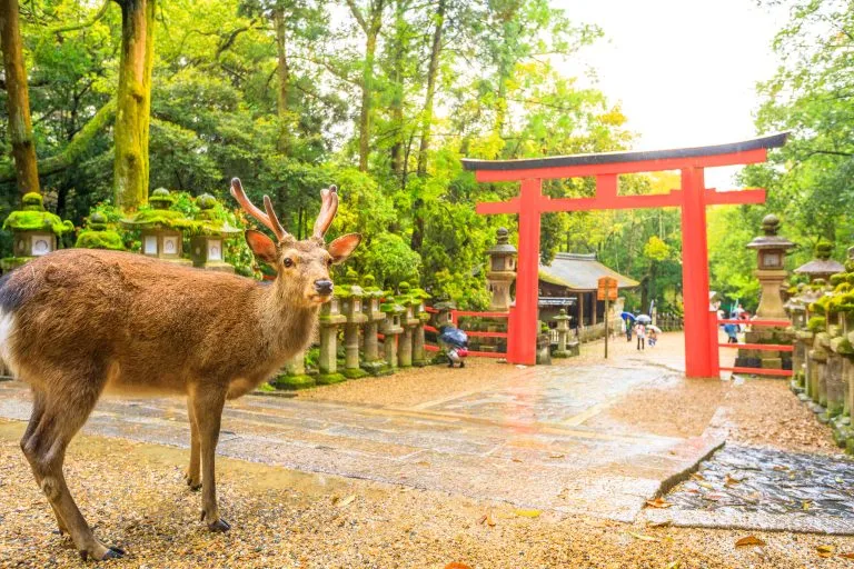 visiter nara en 1 jour
